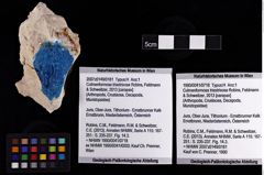 Foto (Objket + Etiketten) von Culmenformosa triastrixosa (Robins, Feldmann & Schweitzer, 2013) 